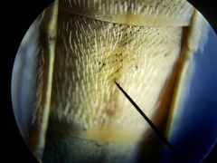 Proctacanthus gracilis