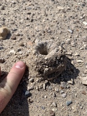 Aphonopelma atomicum