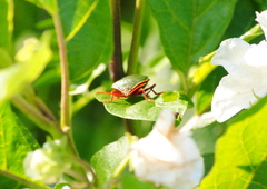 Edessa rufomarginata