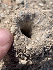 Aphonopelma atomicum