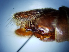 Proctacanthus gracilis