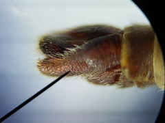 Proctacanthus gracilis