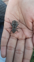 Pelecyphorus pulchellus