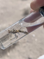 Derotmema delicatulum