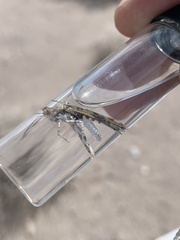 Derotmema delicatulum