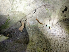 Scolopendra mutilans