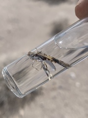 Derotmema delicatulum