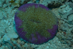 Fungia fungites