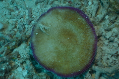 Fungia fungites