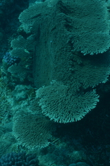 Acropora clathrata image