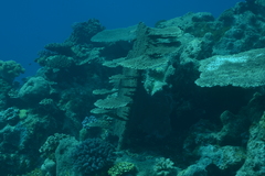 Acropora clathrata
