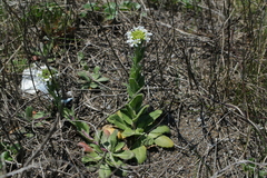 Arabis stelleri japonica