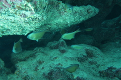 Pempheris oualensis