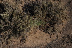 Asparagus exuvialis
