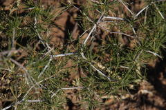 Asparagus exuvialis