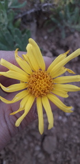 Senecio ceratophylloides