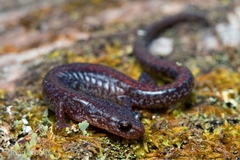 Plethodon sherando