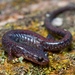 Salamandra de Big Levels - Photo (c) RD, algunos derechos reservados (CC BY-NC), uploaded by RD