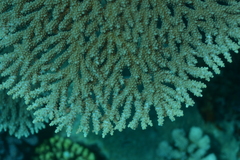 Acropora clathrata