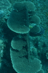 Acropora clathrata