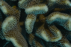 Trapezia rufopunctata