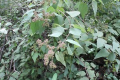Triumfetta paniculata
