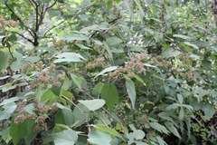Triumfetta paniculata
