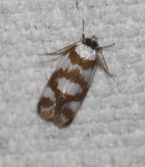 Eulechria thermochroa