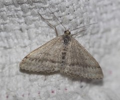 Scopula lydia