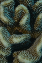 Trapezia rufopunctata