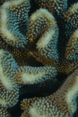 Trapezia rufopunctata