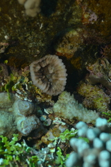 Mycedium elephantotus