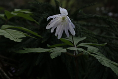 Anemonoides pseudoaltaica