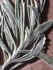 Senecio ceratophylloides