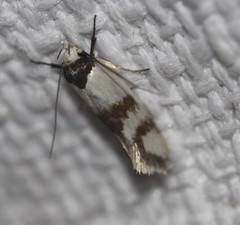 Antipterna trilicella