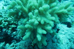 Eucheuma arnoldii