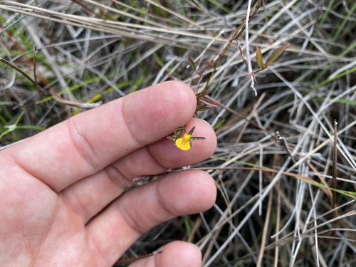 Stylosanthes calcicola observed 2021-10-04