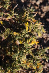 Melolobium microphyllum
