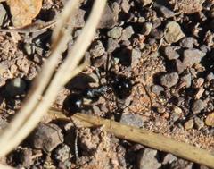 Myrmicaria nigra