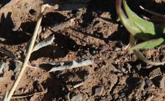 Myrmicaria nigra
