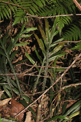 Blechnum patersonii