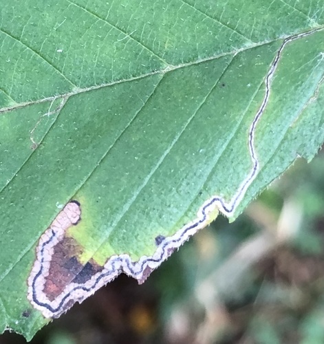 Stigmella apicialbella photo 3