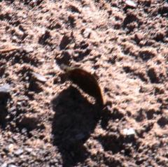 Stygionympha irrorata