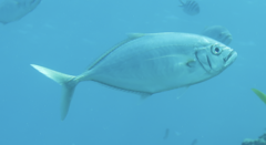 Craterognathus plagiotaenia