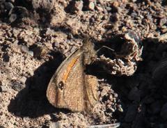 Stygionympha irrorata
