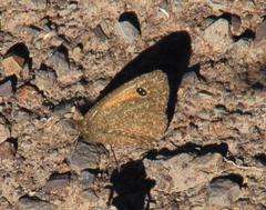 Stygionympha irrorata