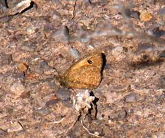 Stygionympha irrorata