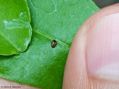 Scymnobius galapagoensis