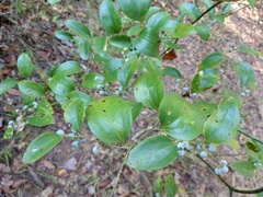 Smilax smallii