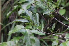 Anodendron affine